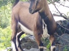 Чехо-нубийский козел без рог
