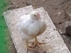 Цыплята Бройлеры