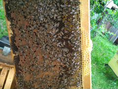 Пчелосемьи с улейтарой