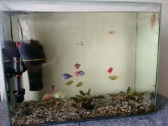 Аквариум с рыбками