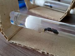 Матка Camponotus herculeanus + расплод