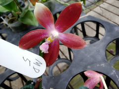 Орхидея фаленопсис Тетрапсисовый гибрид