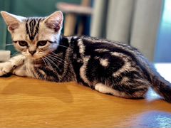 Американская короткошёрстная кошка (котенок)
