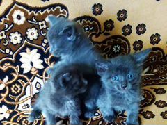 Дымчатые котята с голубыми глазами в хорошие руки