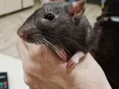 Крыса с клеткой и кормом