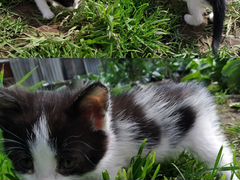 Котята 1,5 месяца