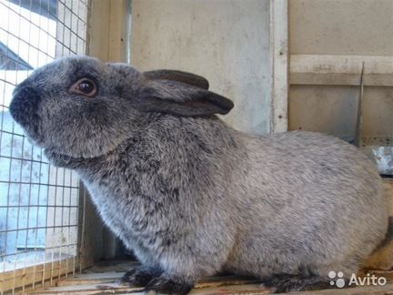 Кролики великаны мясной породы вырастают до 9 кг