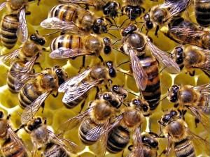 Продам пчелиные семьи