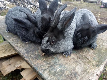 Кролики Полтавское Серебро