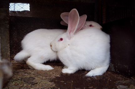 Кролики в Котово