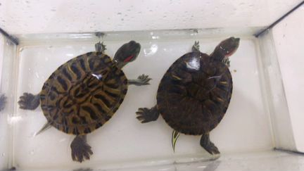 Красноухие черепахи. Вместе с аквариумом 7 литров
