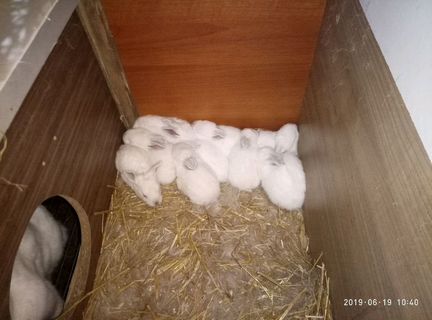 Кролики 1-4 месяца