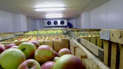 Холодильный склад для фруктов.Шоковая заморозка