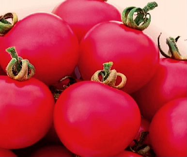 Дивиденды на выращивании томатов