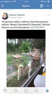 Потерялась собака порода лайка в Башкирии в благов