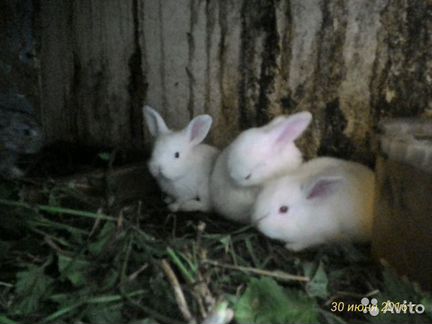 Кролики обмен/продажа