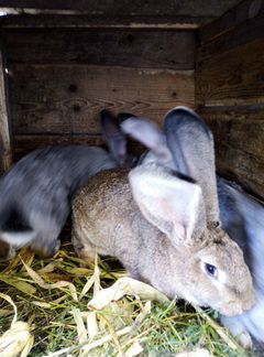 Кролики фландер