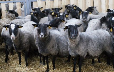 Овцы, ягнята, бараны Романовской породы