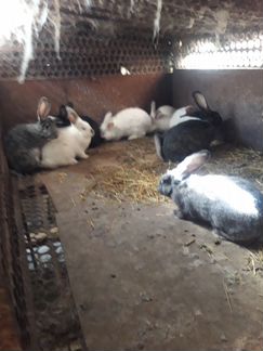 Кролики 3-4 месяца