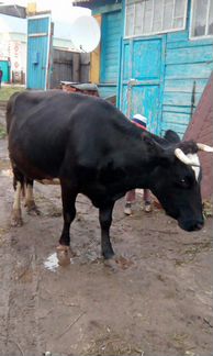 Корова стельная с доильным аппаратом