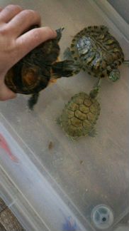 Черепахи земноводные