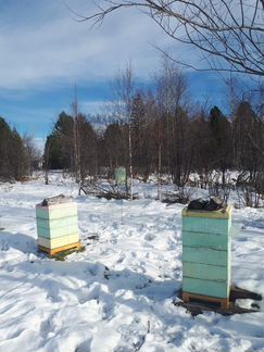Средне-русская пчела Алтайской популяции