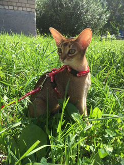 Абиссинская кошка 9 месяцев