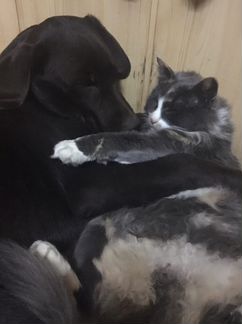 Кот и кошка меинкун