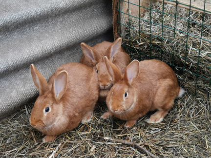 Половозрелые девочки крольчихи