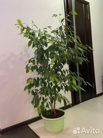 Фикус Бенджамина