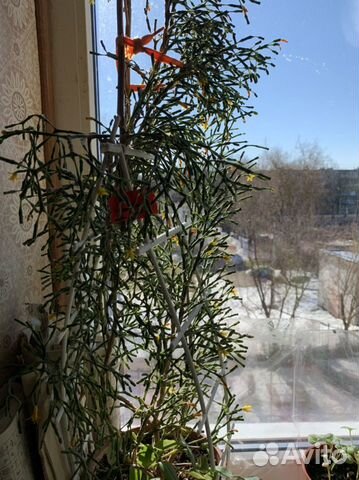 Комнатные цветы