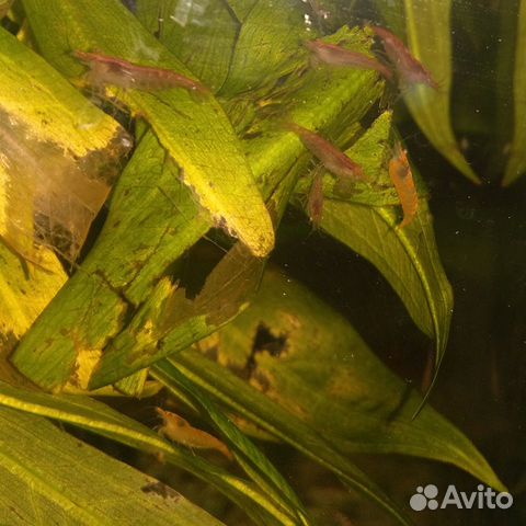 Креветки аквариумные