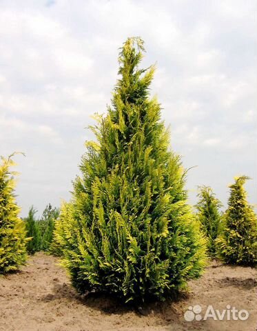 Кипарисовик 1(читайте описание)