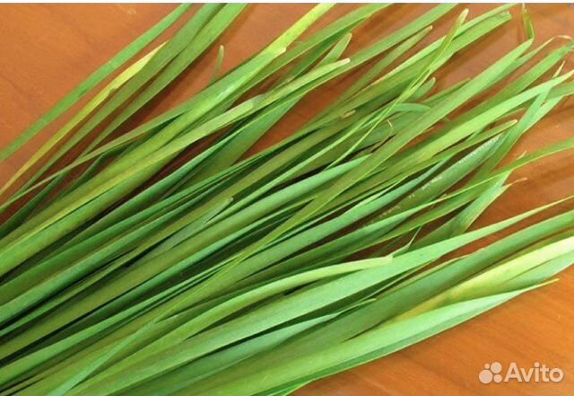 Лук джусай рассада