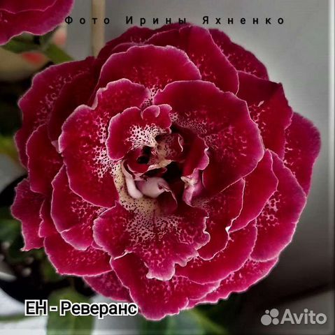 Глоксинии сортовые махровые