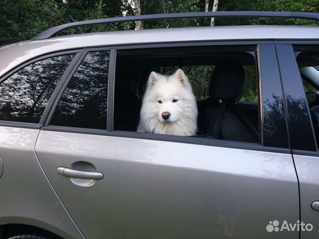 Зоотакси, перевозка питомцев