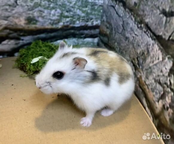 Джунгарские хомячки