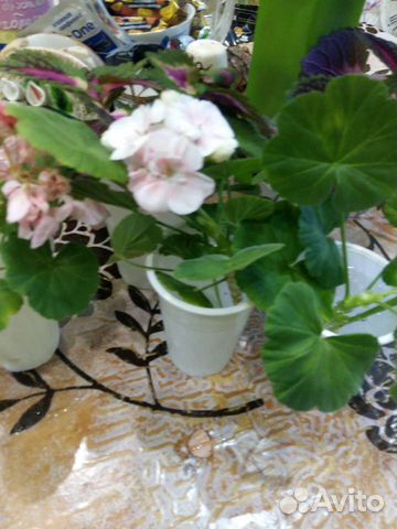 Герань пеларгония