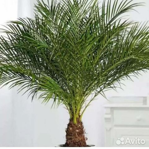 Финиковая пальма