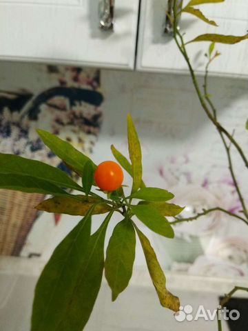 Ангинник (паслен перечный)