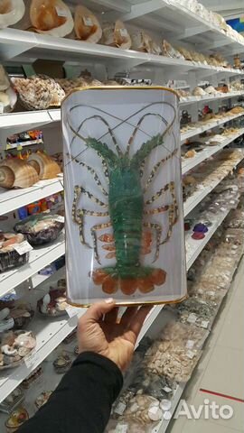 Рында лангуст корал ракушка