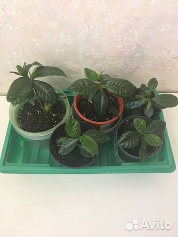 Гардения жасминовидная, Лавр