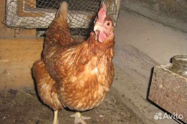 Цыплята хайсекс браун