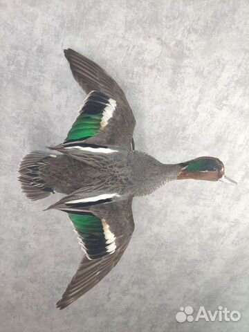 Чучела уток