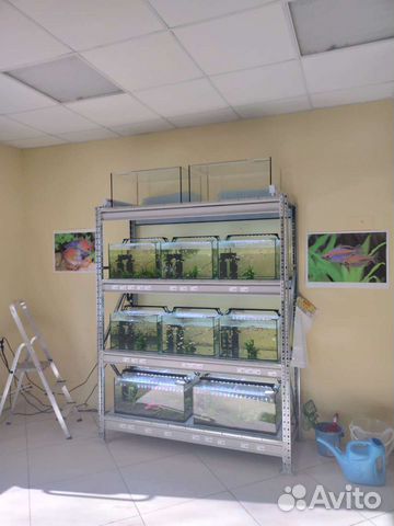 Аквариумные рыбки, аквариумы и оборудование