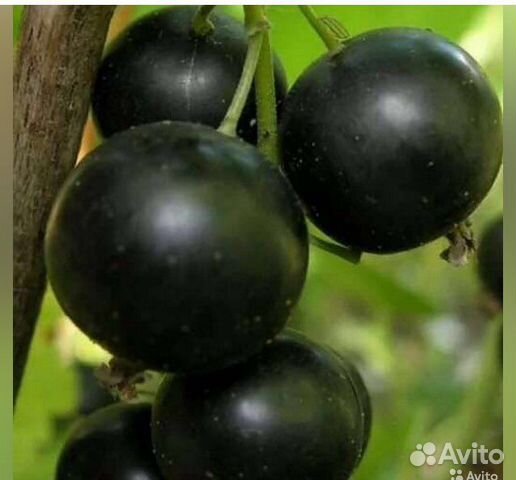 Саженцы смородины черной и красной