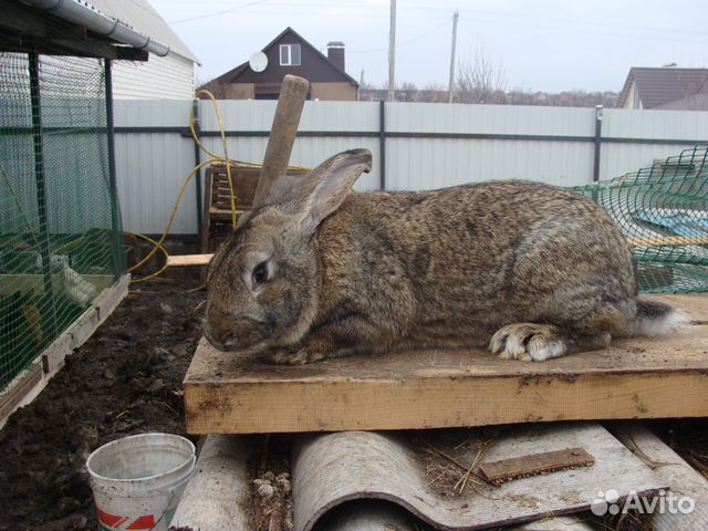 Кролики разных пород купить на Зозу.ру - фотография № 1