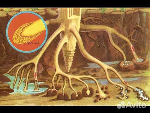 Корневин - мощный биостимулятор растений Корневин - мощный биостимулятор растений