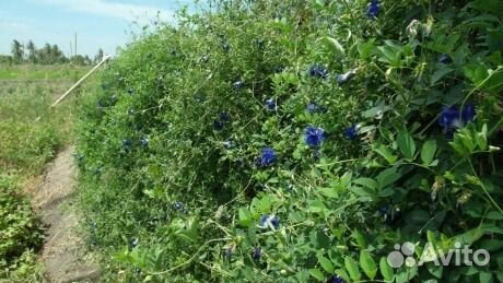 Синий тайский чай (анчан) - 50 гр. таиланд