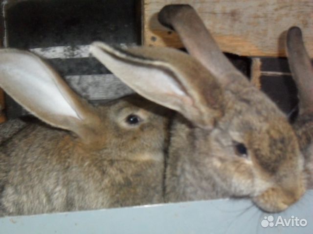 Кролики, Калифорния, шиншила. Фландер купить на Зозу.ру - фотография № 1